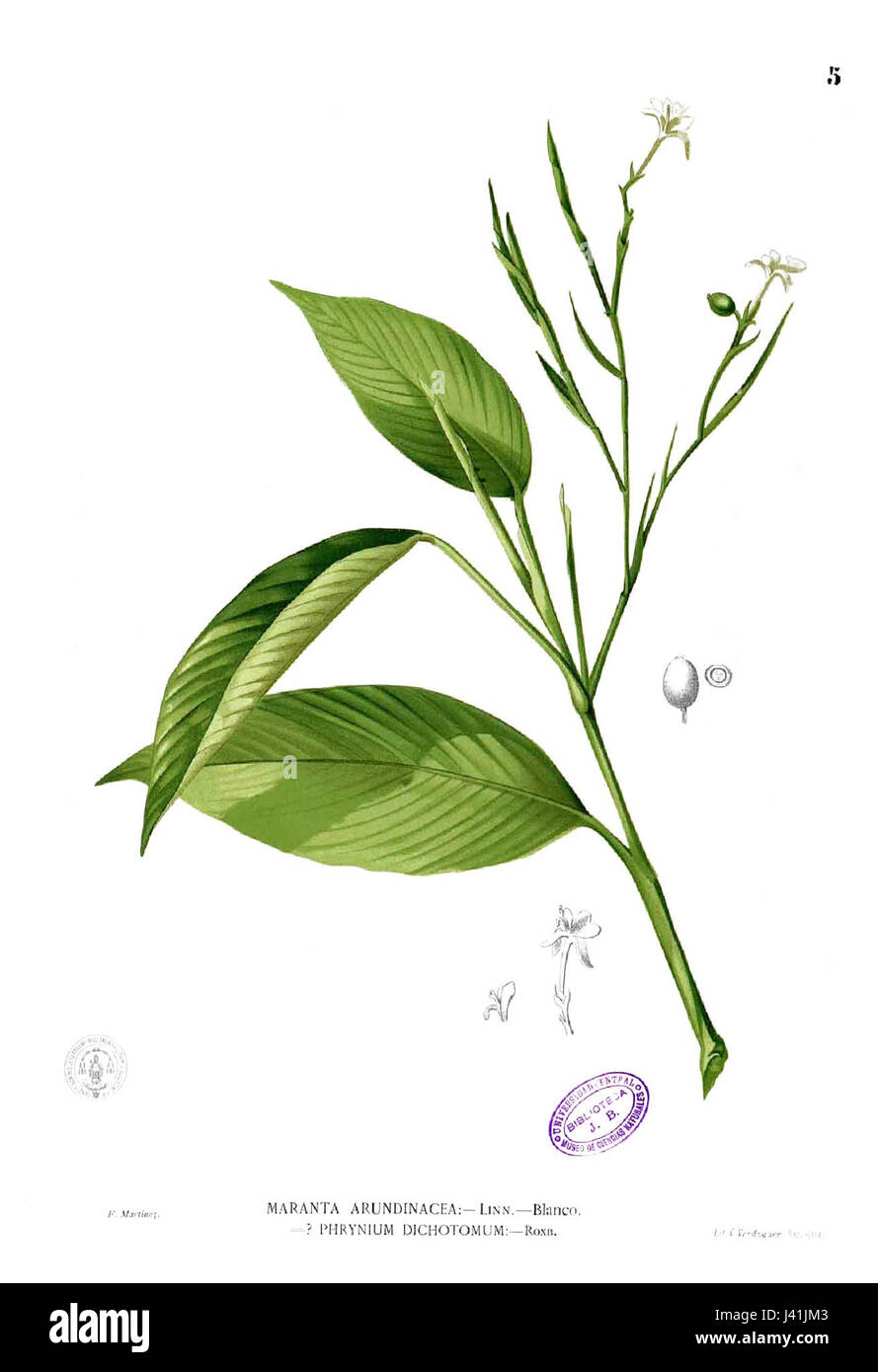 Maranta sp. (Communément appelée plante arrowroot) est un genre de plantes tropicales de la famille des Marantaceae. L'espèce est remarquable pour ses rhizomes comestibles, couramment utilisés pour la production d'amidon, en particulier la poudre d'arrowroot. Les larges feuilles à motifs de la plante en font un choix ornemental populaire dans les jardins et les intérieurs. Banque D'Images