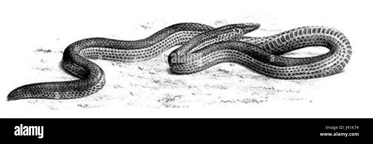 *Melanophidium punctatum* est une espèce de serpent connue pour son motif distinct de taches sombres sur son corps. Cette espèce se trouve dans des régions spécifiques et fait partie de la faune diversifiée de son habitat. Banque D'Images