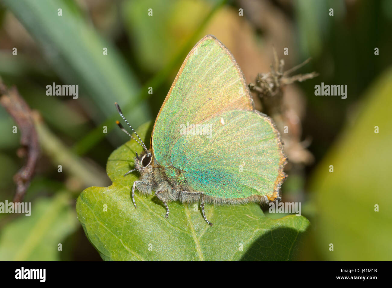 Papillon porte-queue vert (Callophrys rubi) Banque D'Images