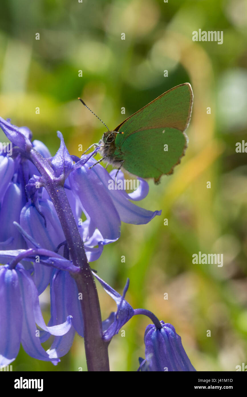 Papillon porte-queue vert (Callophrys rubi) perché sur un bluebell Banque D'Images