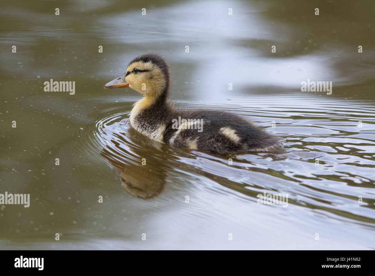 Les jeunes d'esquive de canards colverts (Anas platyrhynchos) natation sur le lac Banque D'Images