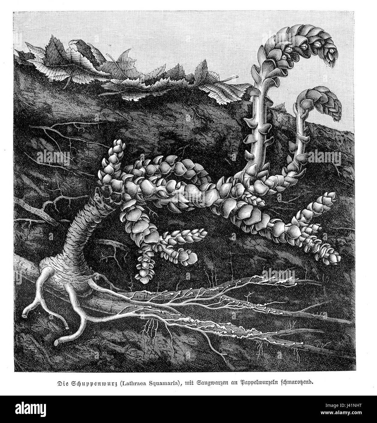 Lathraea squamaria vMH361 Banque D'Images