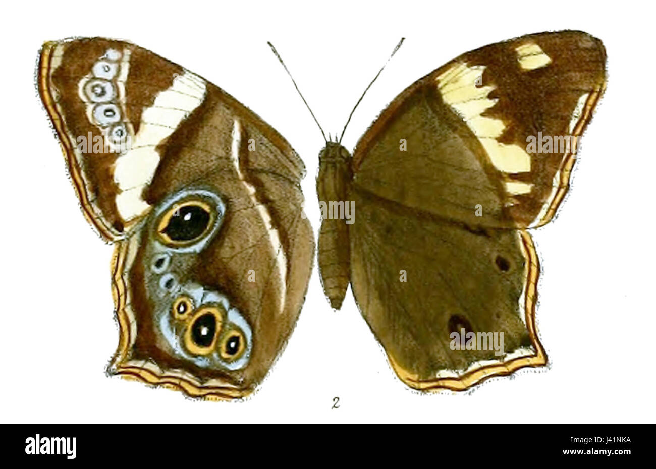 Lethe europa tamuna 822 Banque D'Images