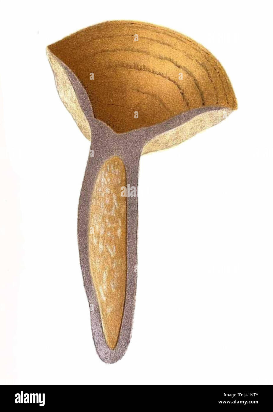Lactarius luridus, une espèce de champignon, fait partie du genre Lactarius. Connu pour son aspect jaune-vert, il est couramment trouvé dans les forêts. Cette entrée provient probablement d'un catalogue fongique ou d'une référence scientifique détaillant l'espèce. Banque D'Images