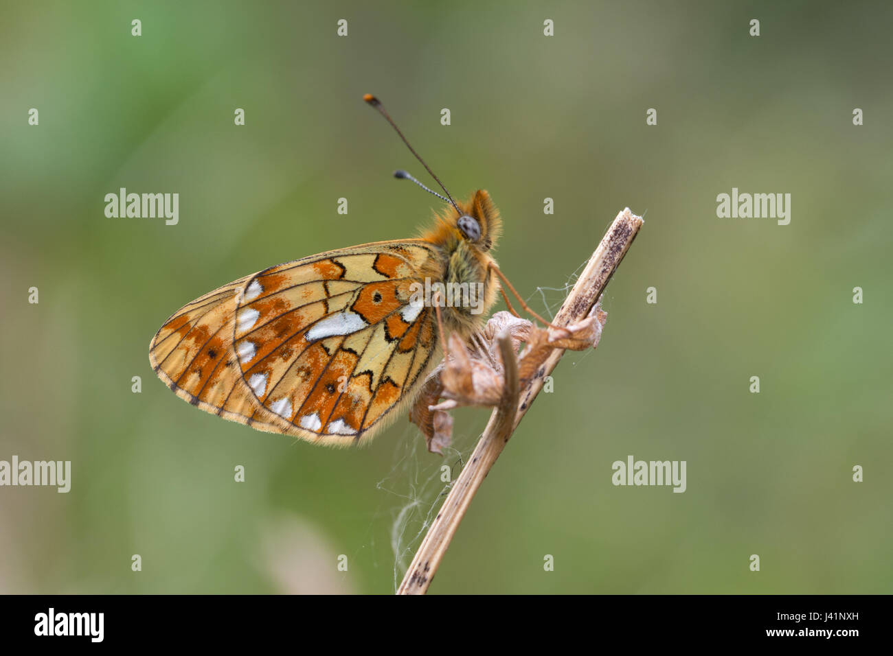 Close-up of pearl-bordé fritillary butterfly (Boloria euphrosyne), Royaume-Uni Banque D'Images