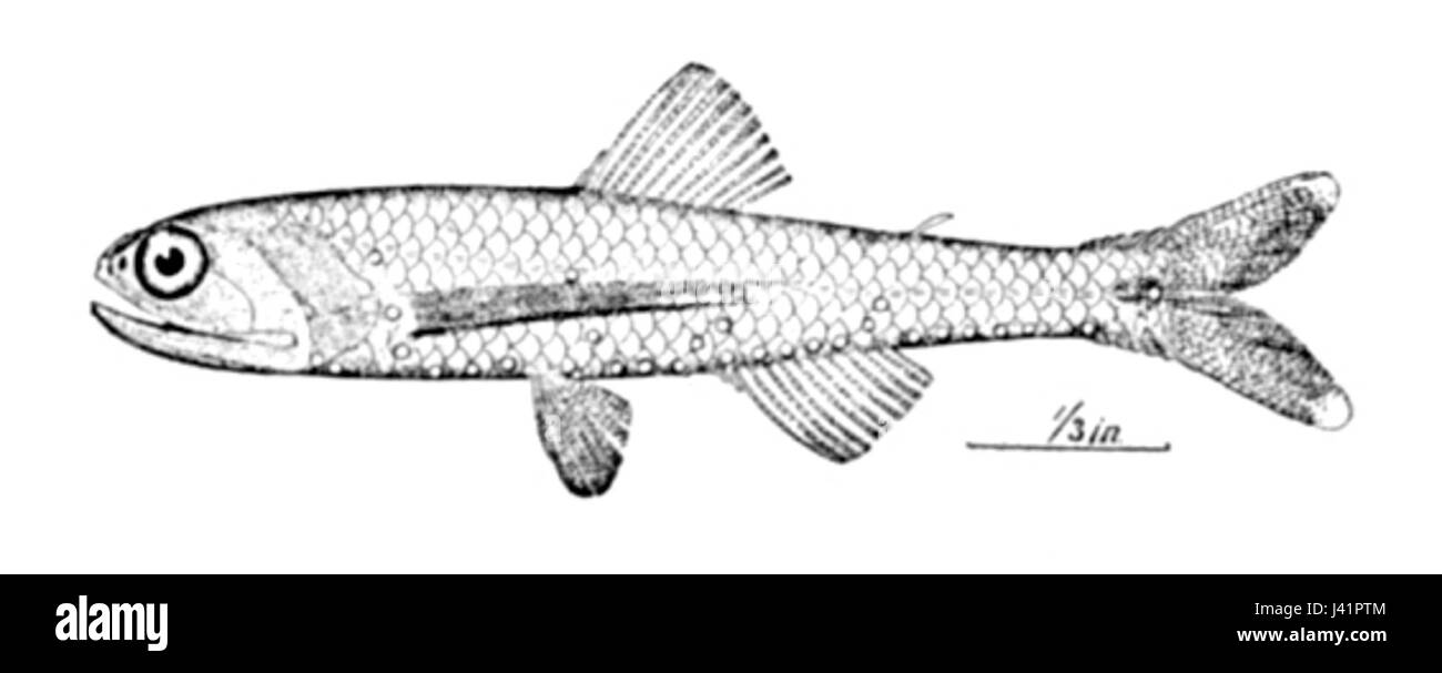 Lepidophanes guentheri Banque D'Images