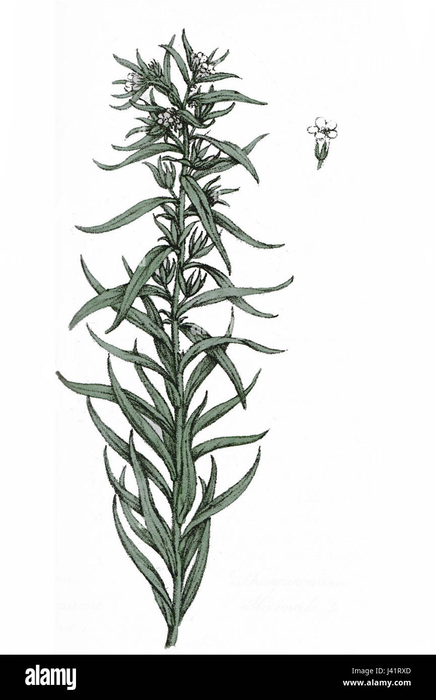 Lithospermum officinale, également connu sous le nom de gromwell commun, est une espèce végétale reconnue pour ses propriétés médicinales. Il a été traditionnellement utilisé pour divers traitements en phytothérapie. Banque D'Images Lithospermum officinale, également connu sous le nom de gromwell commun, est une espèce végétale reconnue pour ses propriétés médicinales. Il a été traditionnellement utilisé pour divers traitements en phytothérapie. Banque D'Images