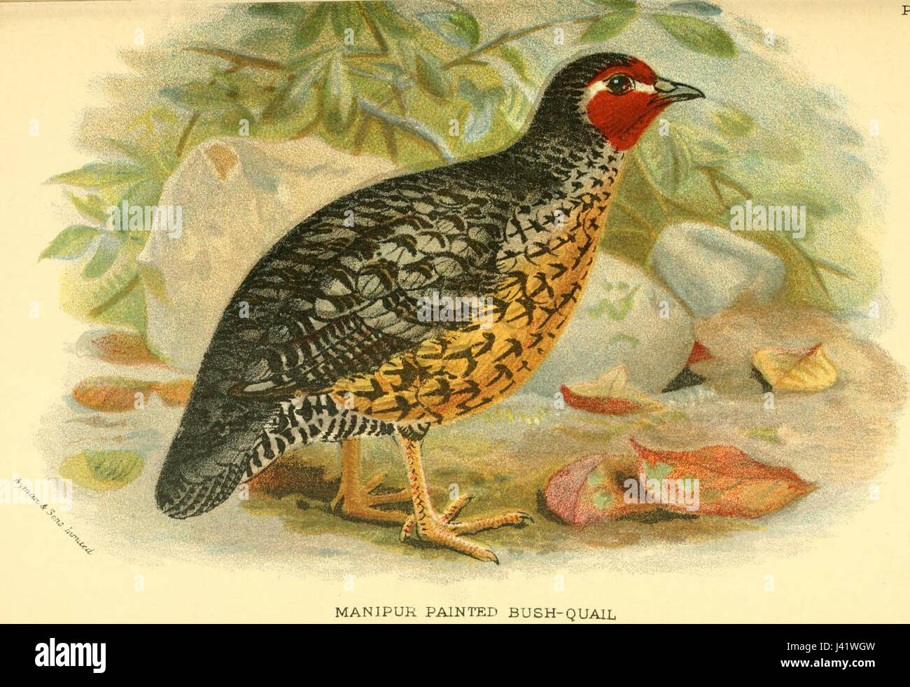 ManipurBushQuail Banque D'Images