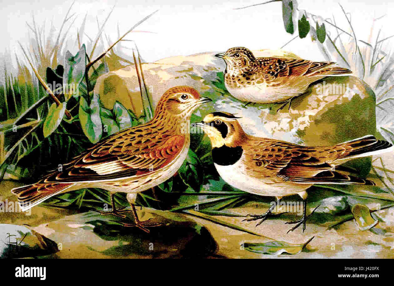 Melanocorypha leucoptera, communément connu sous le nom de Lark à ailes blanches, est une espèce d'oiseau originaire d'Eurasie. Il habite des zones ouvertes, sèches et souvent pierreuses avec une végétation clairsemée. Caractérisée par ses patchs d'ailes blanches distinctives et son plumage brun strié, cette alouette est connue pour ses habitudes de nidification au sol et son chant mélodieux. Banque D'Images