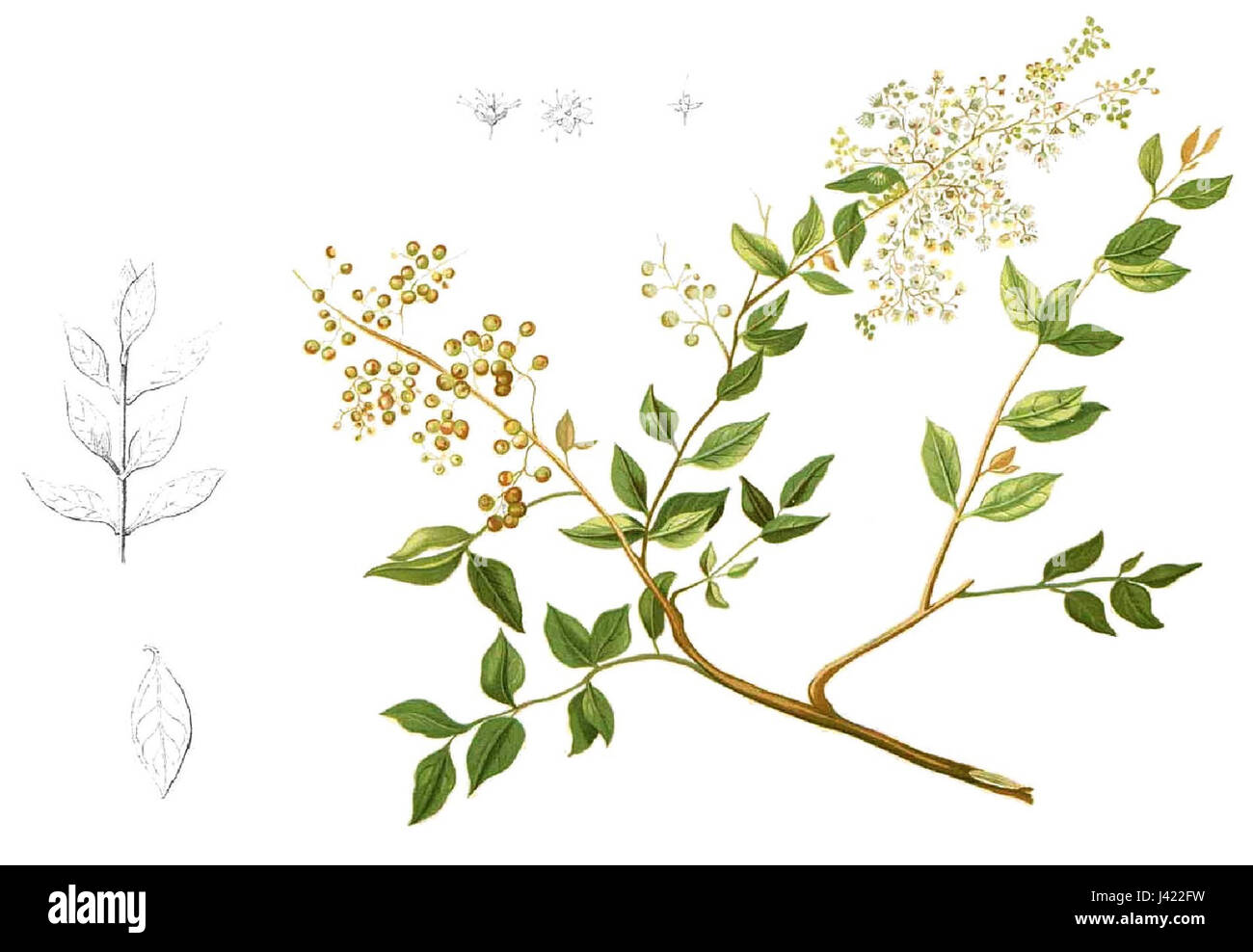Lawsonia inermis, également connu sous le nom de henné, est une plante à fleurs dont les feuilles sont utilisées pour produire un colorant naturel, couramment utilisé dans l'art corporel et les cosmétiques. Banque D'Images