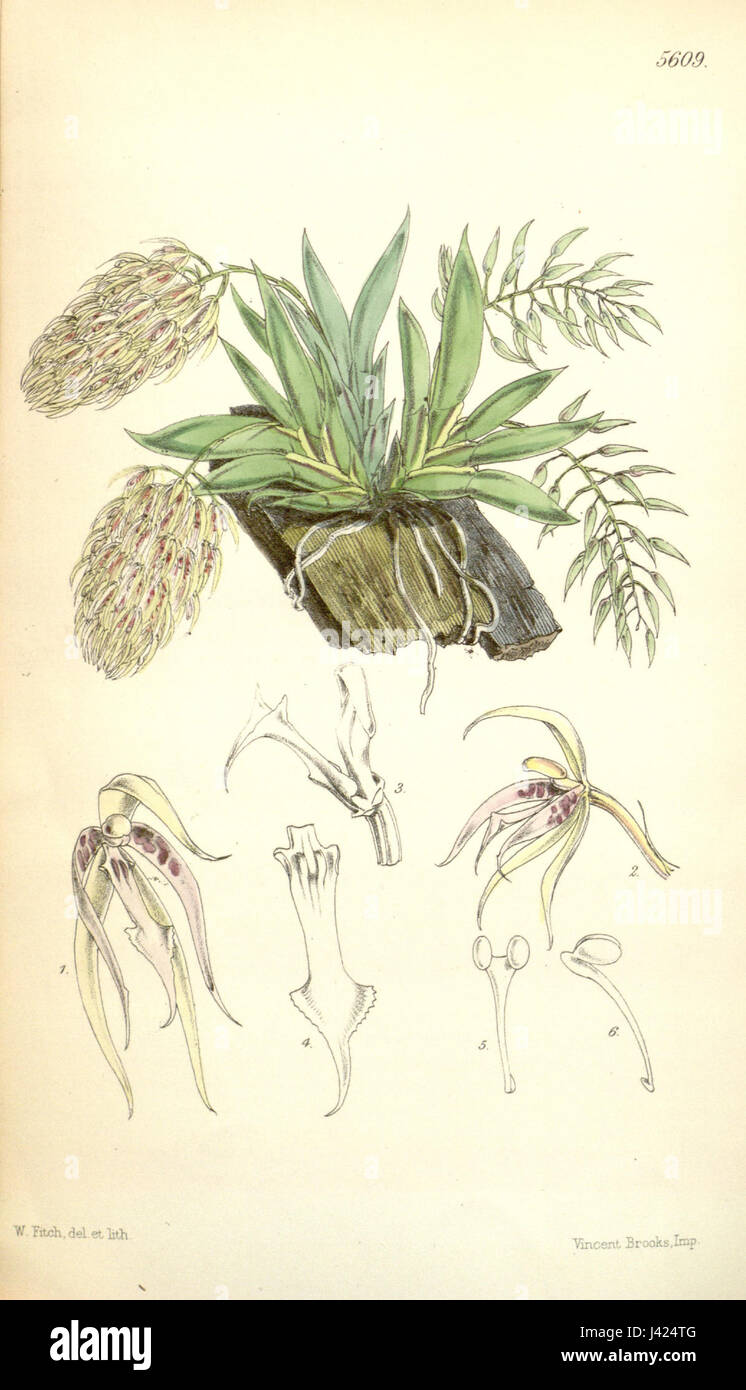 'Macroclinium bicolor', précédemment classée 'Notylia bicolor', est une espèce d'orchidée, montrée dans l'illustration botanique de Curtis de 1866, détaillant ses caractéristiques uniques. Banque D'Images