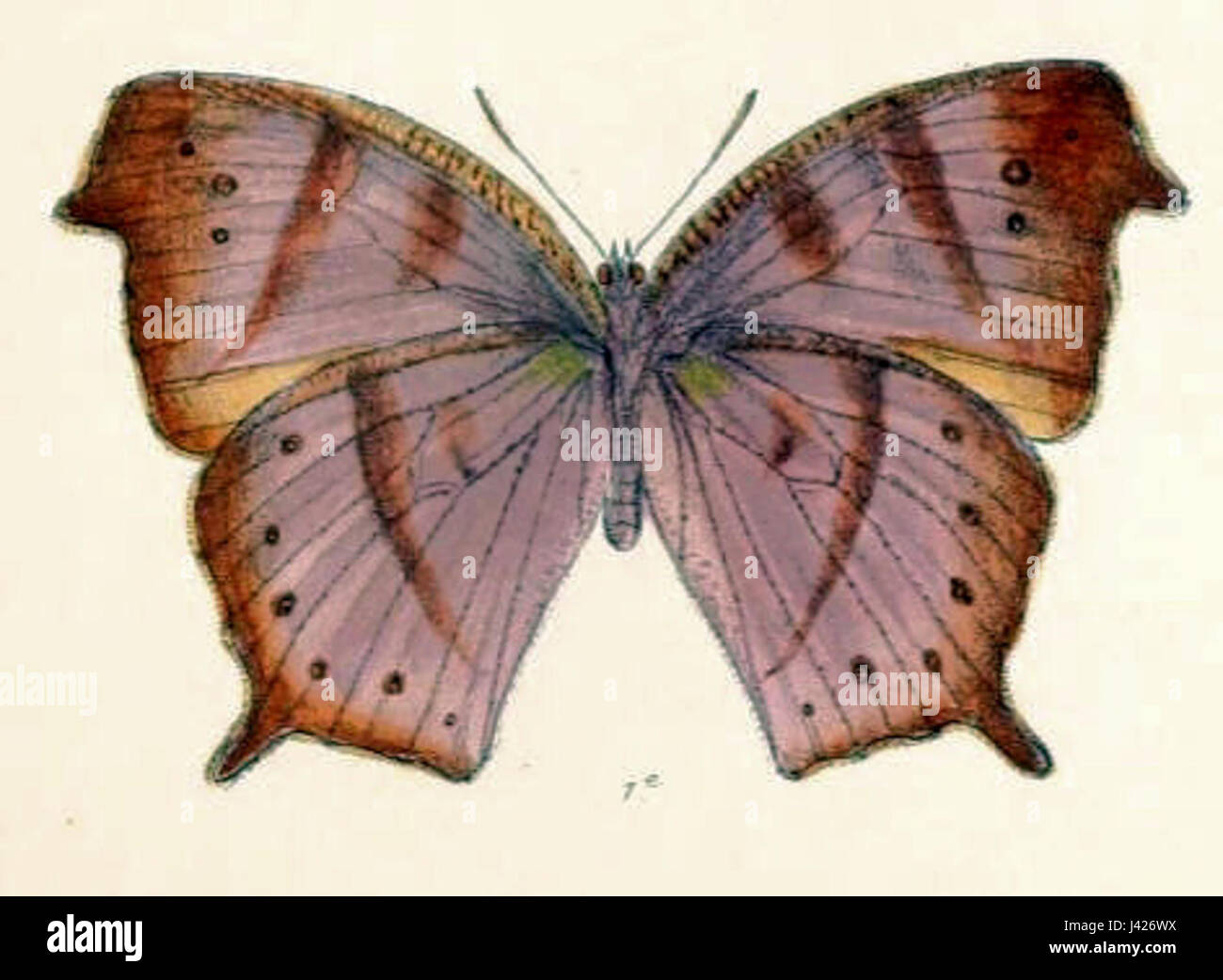 Melanitis varaha, une espèce de papillon de la famille des Nymphalidae, est connue pour son aspect distinctif et sa distribution répandue en Asie. Ses habitats comprennent des régions tropicales et subtropicales, où il prospère dans les zones boisées. Banque D'Images