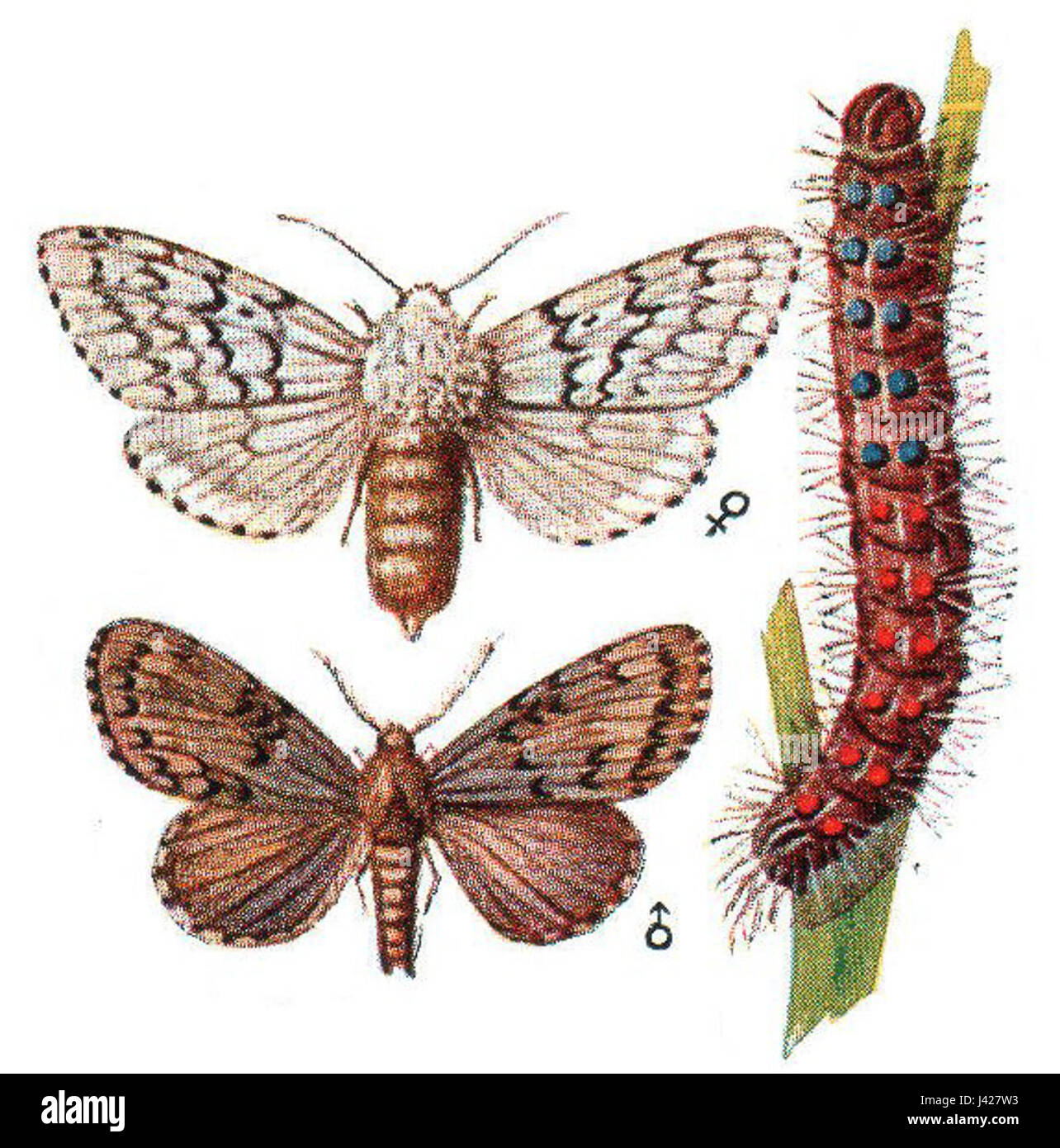 Lymantria dispar, communément connu sous le nom de teigne tzigane, est une espèce de teigne originaire d'Europe et d'Asie. C'est un ravageur envahissant en Amérique du Nord, où ses larves peuvent défolier les arbres et les forêts, causant des dommages écologiques importants. Banque D'Images