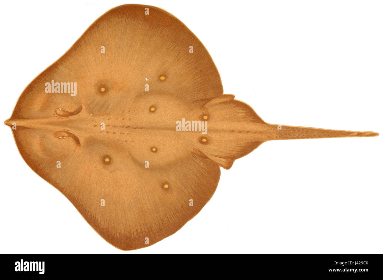 Leucoraja circularis Banque D'Images