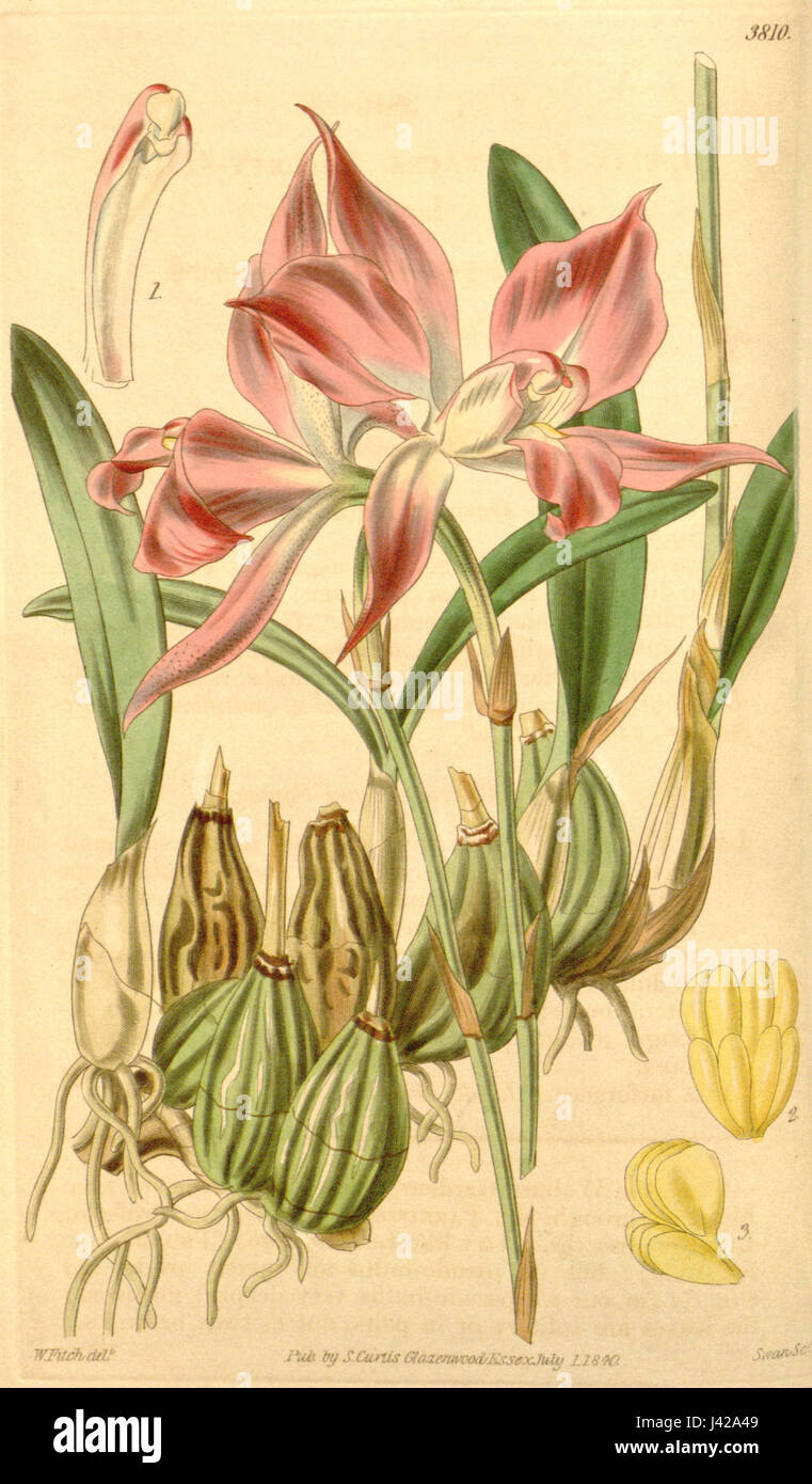 Laelia furfuracea, telle que décrite dans le travail botanique de Curtis de 1841, est une espèce d'orchidée, mettant en évidence les études botaniques détaillées de l'époque. Banque D'Images