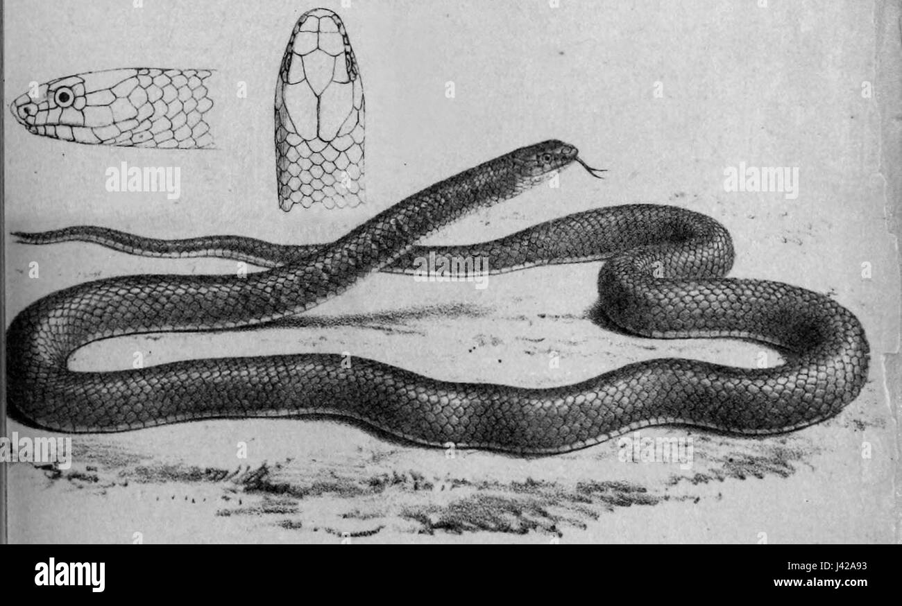 Liopeltis rappi est une espèce de serpent trouvée en Asie du Sud-est, en particulier dans les régions de Thaïlande et du Cambodge. Connue pour sa nature non venimeuse, cette espèce est souvent confondue avec un serpent venimeux en raison de son apparence. Liopeltis rappi est arboricole, passant la plupart de son temps dans les arbres. Elle constitue une partie importante de l’écosystème local, contrôlant les petites populations de proies et contribuant à l’équilibre de son habitat. Banque D'Images