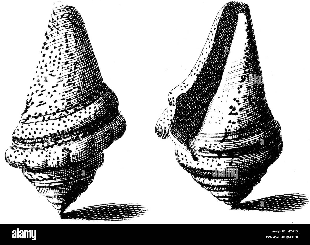 Le 'Lambis chiragra' est une espèce de grande coquille colorée connue pour son aspect distinctif. Ce mollusque, souvent appelé coquille de scorpion, se trouve dans les eaux tropicales chaudes. Son design orné et ses couleurs vives en font un spécimen recherché par les collectionneurs et les chercheurs intéressés par la biodiversité marine. Banque D'Images