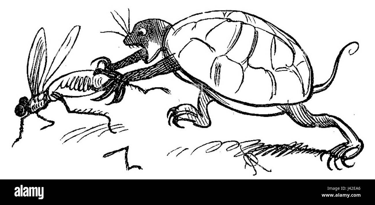 Lustige Naturgeschichte oder Zoologia comica est une œuvre humoristique axée sur la représentation comique des animaux, mêlant observations zoologiques à humour et satire. Banque D'Images