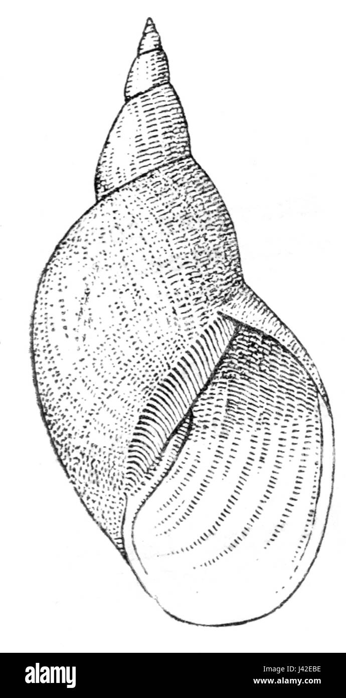 Lymnaea stagnalis dimensions Banque D'Images