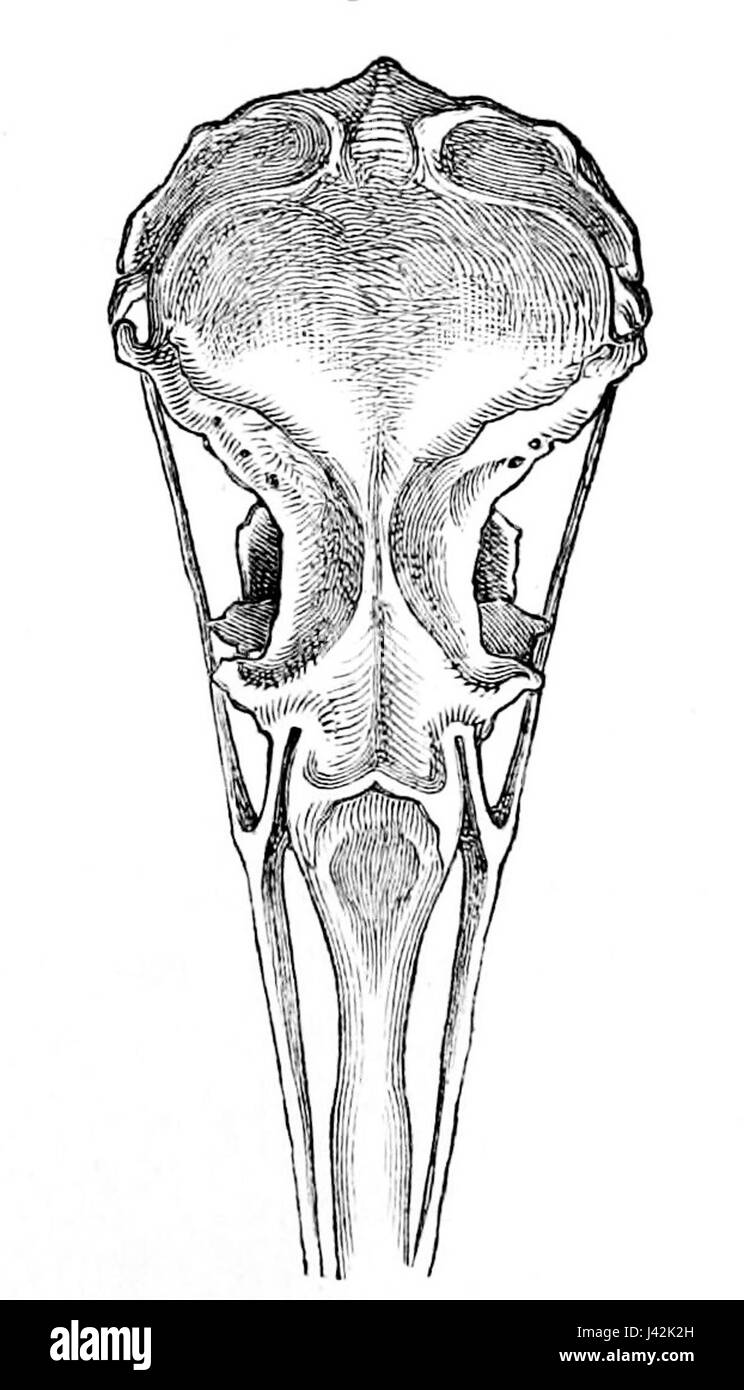 Le crâne de 'Larus argentatus' de 1881 est un spécimen représentant l'espèce de Goéland argenté, important pour les études ornithologiques et la recherche sur l'anatomie des oiseaux et la classification des espèces. Banque D'Images