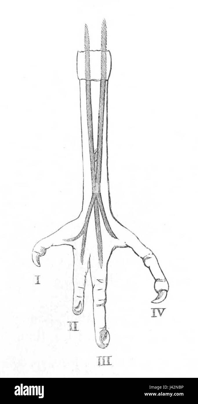 Megalaima asiatica pied 1881 Banque D'Images