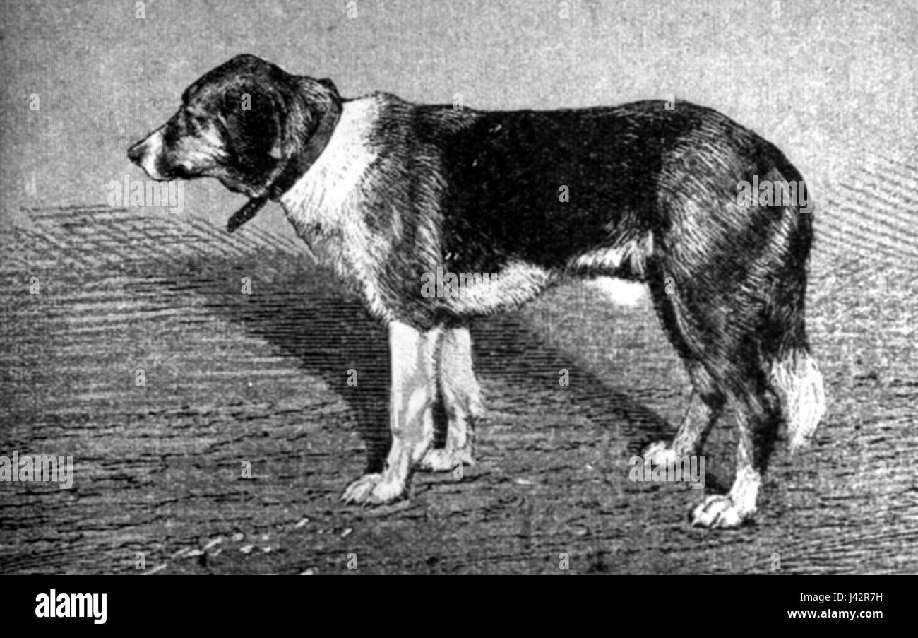 Le 'Kostromskaya gonchaya Kaban' fait référence à une race de chien russe connue pour ses capacités de chasse. La race fait partie de la riche tradition de Russiaâ€™s de chiens de travail, spécialement utilisés pour la chasse. Banque D'Images