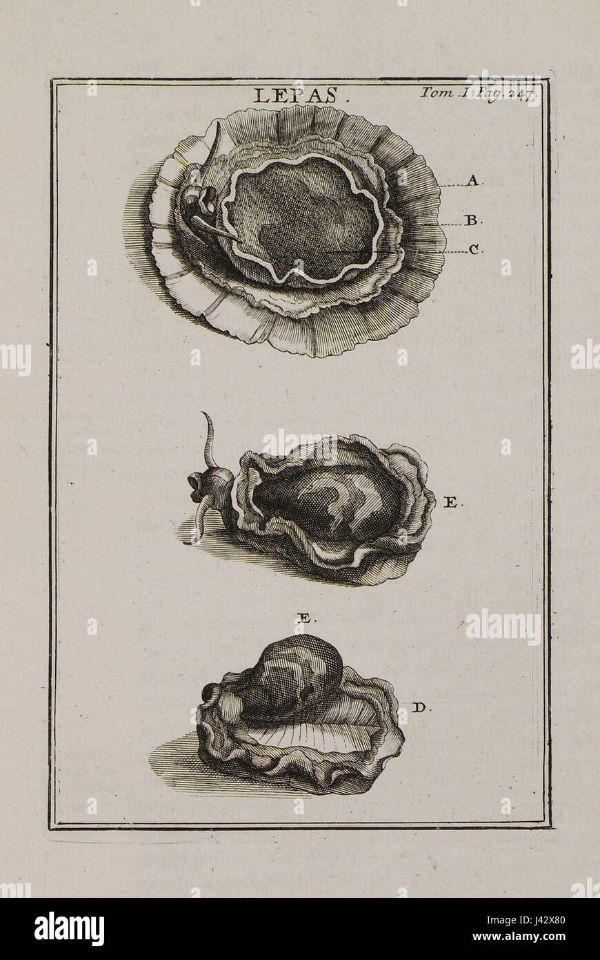 Cet ouvrage de Joseph Pitton de Tournefort décrit Lepas, un genre de bernacles. Il présente des illustrations détaillées et des descriptions de l'espèce, contribuant à l'étude de la vie marine et de la taxonomie au début du XVIIIe siècle. Banque D'Images