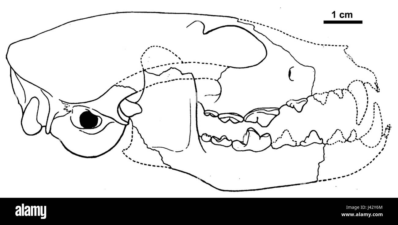 Leptocyon gregorii holotype AMNH 12879 Banque D'Images