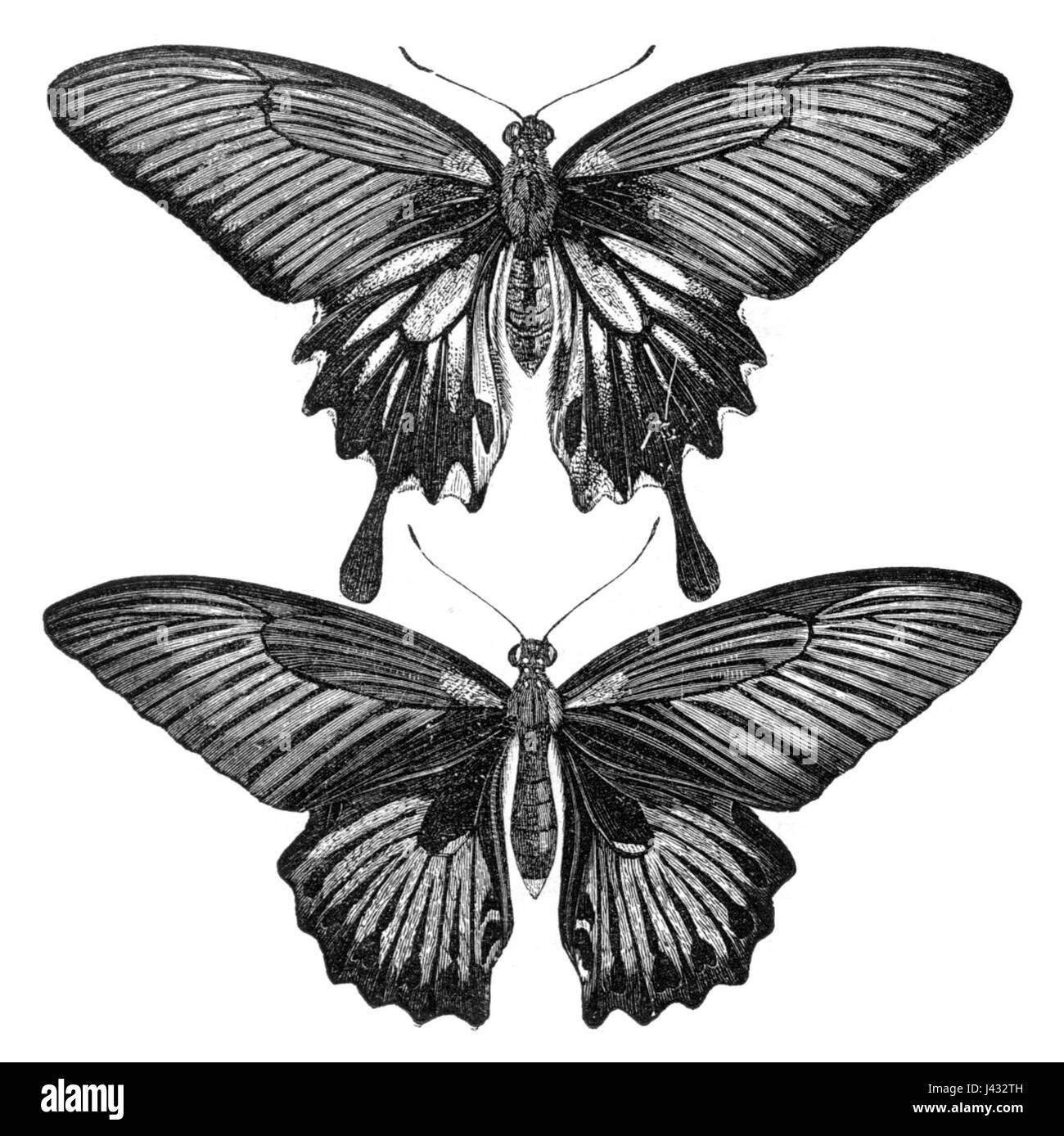 Archipel malais des femelles de Papilio memnon Banque D'Images