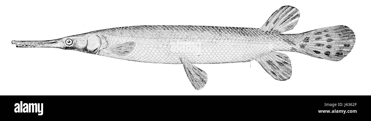 Lepisosteus platostomus, communément appelé alligator gar, est un grand poisson prédateur originaire d'Amérique du Nord. Connu pour son long corps blindé et ses dents acérées, il habite les rivières et les lacs qui se déplacent lentement. Banque D'Images