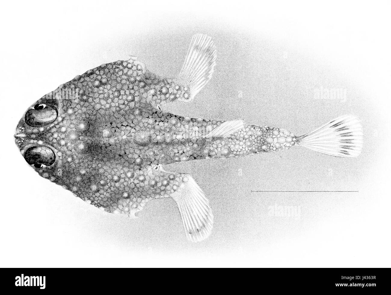 Malthopsis jordani est une espèce de poisson trouvée dans les eaux profondes du Pacifique occidental. Connue pour son aspect unique et son habitat en haute mer, elle contribue à la biodiversité de la vie marine dans sa région. Banque D'Images