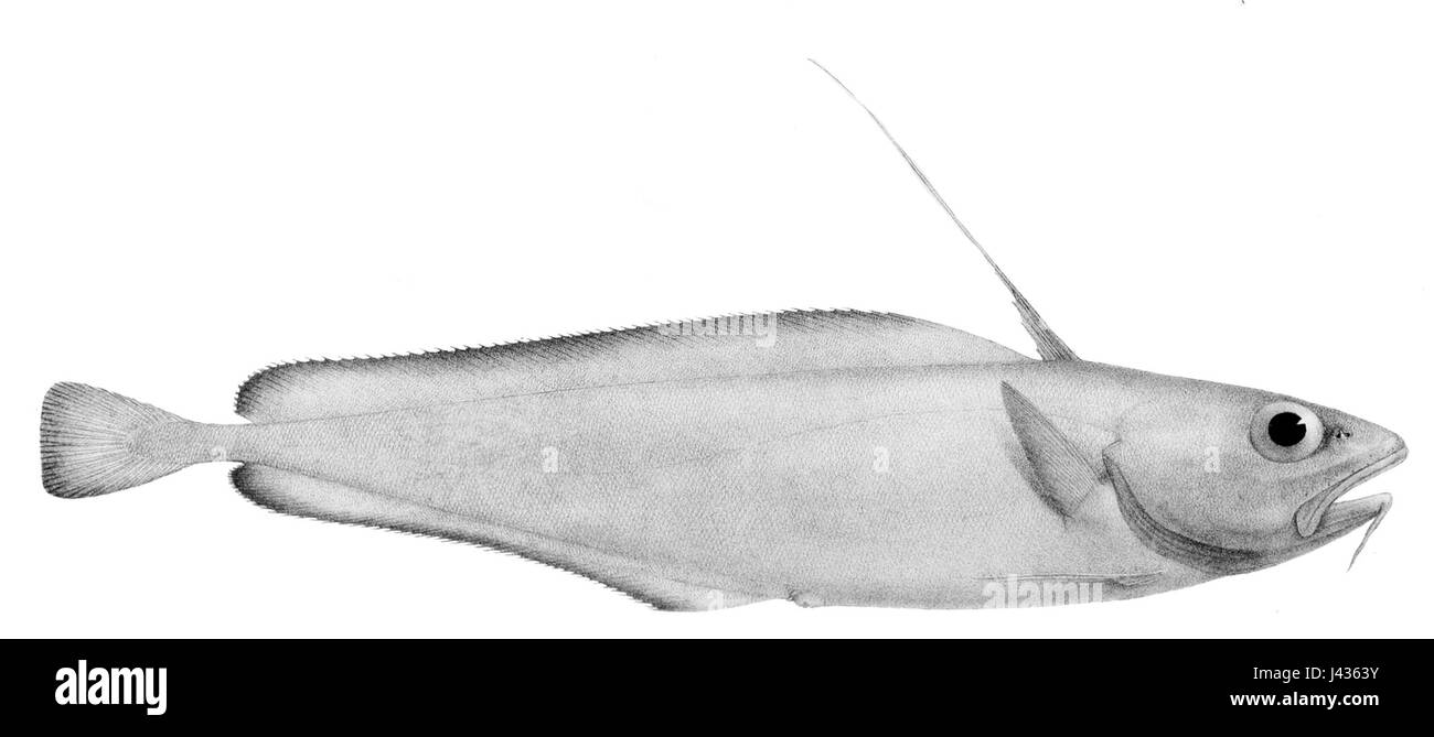 *Lepidion inosimae* est une espèce de poisson marin que l’on trouve principalement dans l’océan Pacifique. Il est connu pour son corps élancé et son adaptabilité aux environnements en eau profonde, habitant souvent les fonds marins rocheux et les zones côtières. Banque D'Images