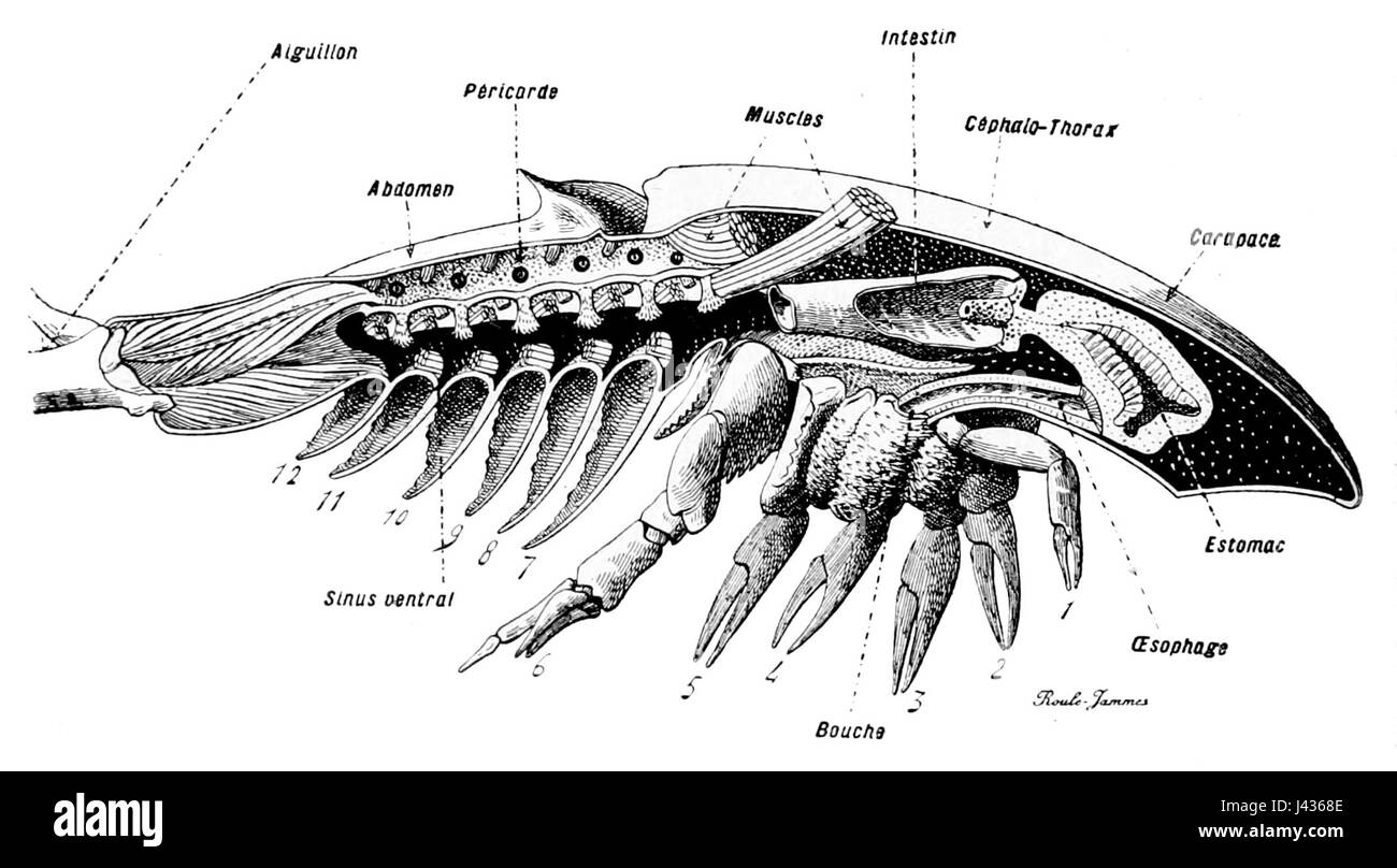 L'anatomie de Limulus 2 Banque D'Images