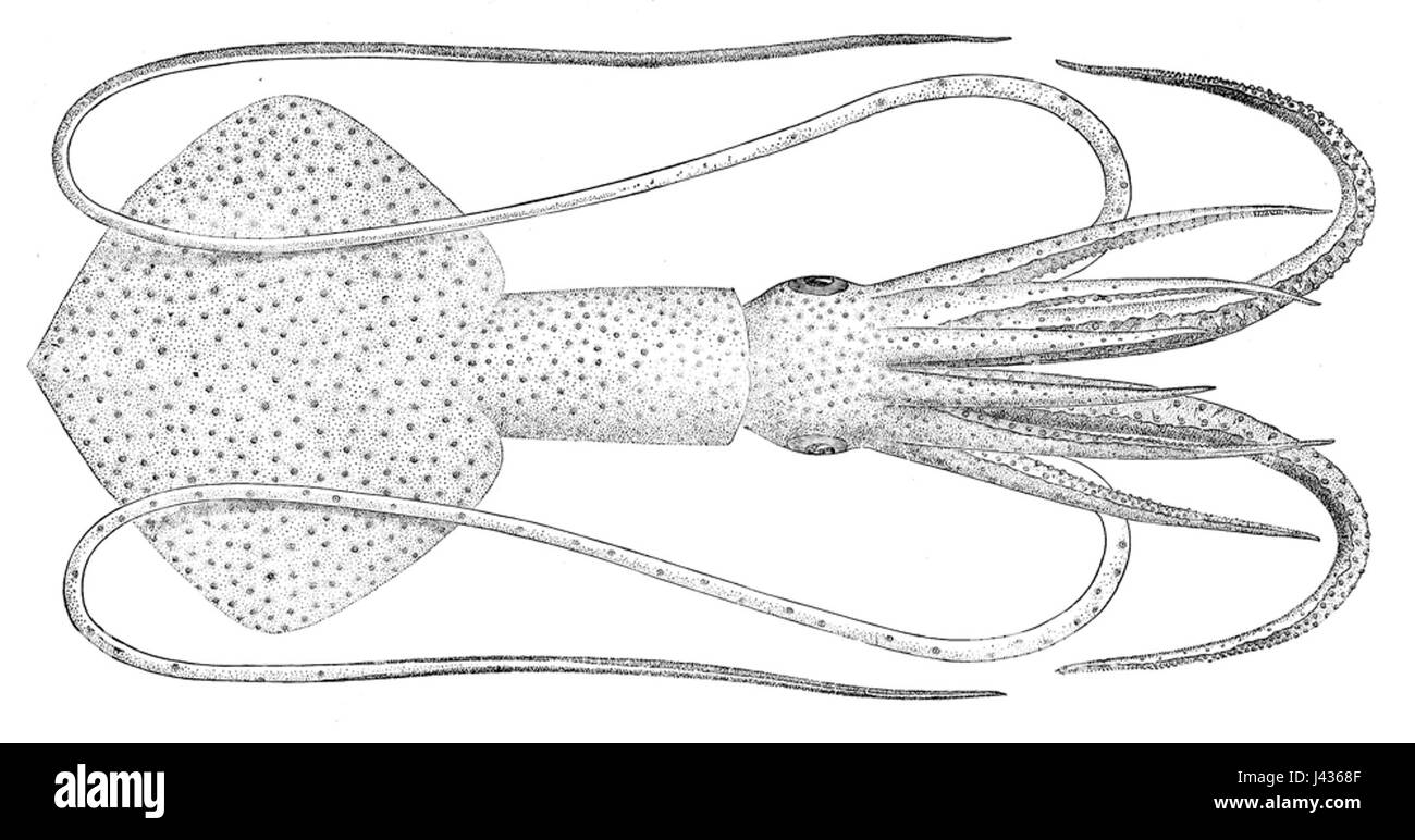 Mastigoteuthis agassizii est une espèce de calmars d'eau profonde connue pour son corps long et élancé et ses grands yeux. Cette espèce se trouve dans les eaux profondes de l'océan et joue un rôle dans la biodiversité marine et les écosystèmes océaniques. Banque D'Images