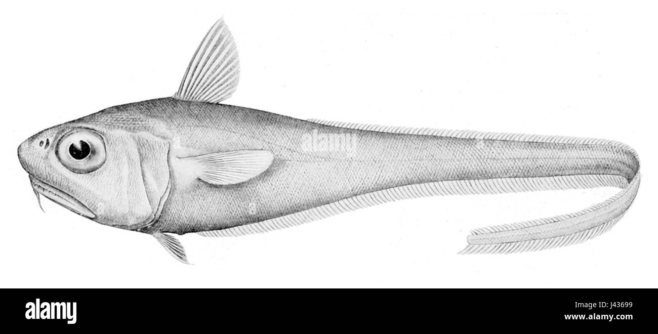 Malacocephalus laevis est une espèce de poisson, communément connue pour ses caractéristiques uniques et son habitat, que l'on trouve généralement dans certains milieux marins. Banque D'Images