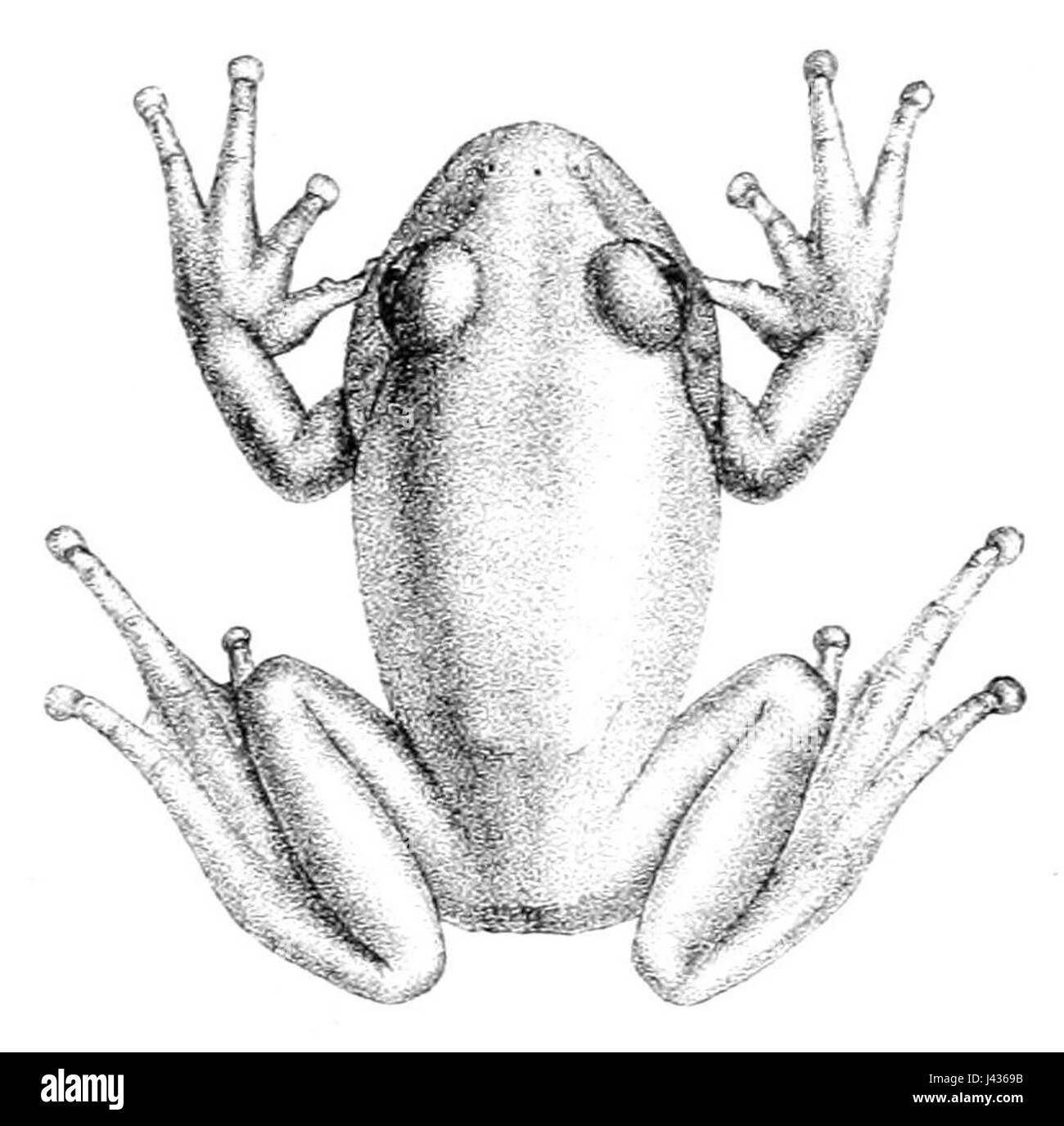 Leptopelis viridis, communément appelée grenouille verte, est une espèce présente en Afrique. Il est reconnu pour sa couleur vert vif et son habitat arboricole, vivant généralement dans les arbres et les zones humides. Banque D'Images