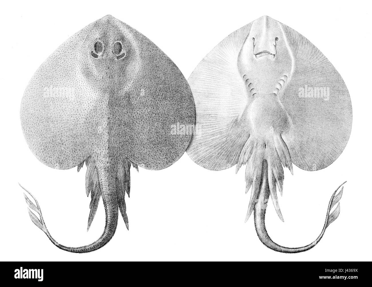 Leucoraja fullonica, également connu sous le nom de raie commune, est une espèce de raie trouvée dans l'Atlantique Nord-est. Il est caractérisé par son corps aplati et ses larges nageoires pectorales, typiques des raies de la famille Rajidae. Banque D'Images