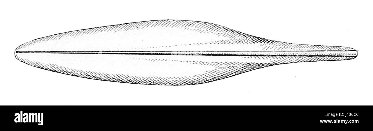 Loliolus sumatrensis gladius est une espèce de calmars trouvée dans les eaux autour de Sumatra, en Indonésie. Cette espèce est connue pour son apparence unique et la présence de caractéristiques distinctives qui l'aident à survivre dans son environnement marin. Banque D'Images