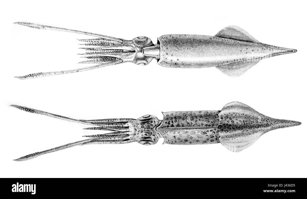 Loligo media est une espèce de calmars trouvée dans les eaux tropicales et subtropicales. Connu pour son corps allongé et ses grands yeux, il fait partie du genre Loligo, communément étudié en biologie marine. Banque D'Images