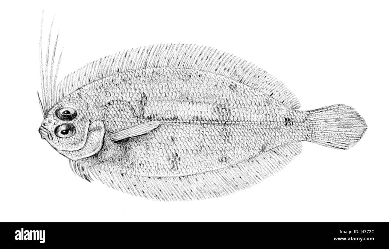 Lophonectes mongonuiensis est une espèce d'oiseau originaire de Nouvelle-Zélande, connue pour ses caractéristiques uniques et sa place dans la biodiversité aviaire de la région. Banque D'Images