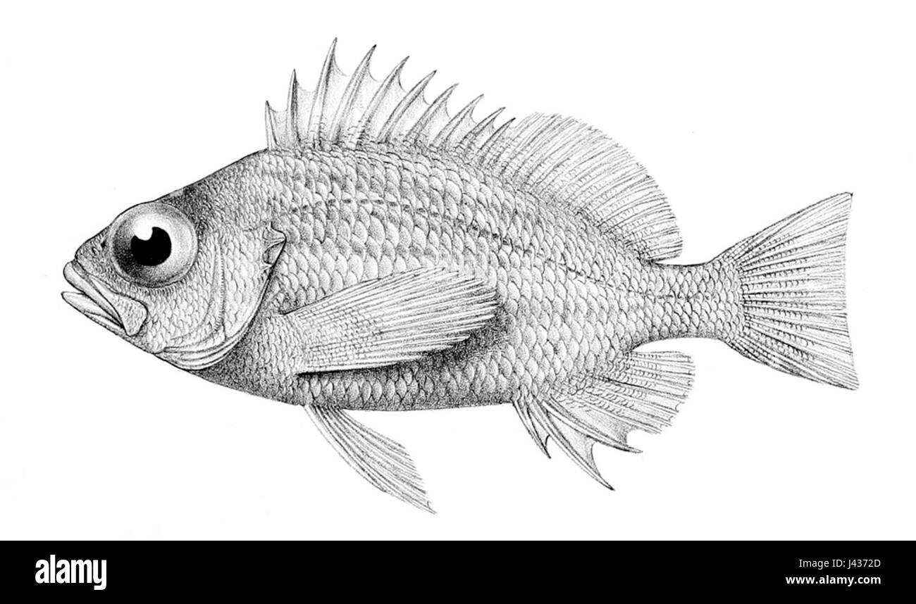 Lepidoperca inornata Banque D'Images
