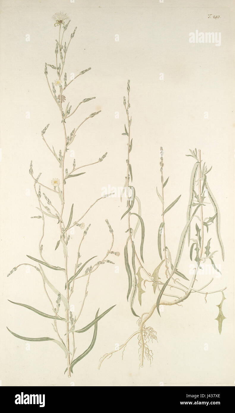 Lactuca saligna est une espèce de plante de la famille des laitues. Elle est communément connue sous le nom de « laitue à feuilles de saule » et est originaire de certaines régions. Cette espèce est connue pour ses feuilles étroites ressemblant à des saules. Banque D'Images