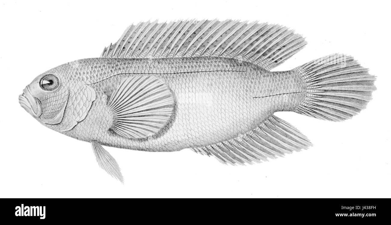 Labracinus cyclophthalmus Banque D'Images