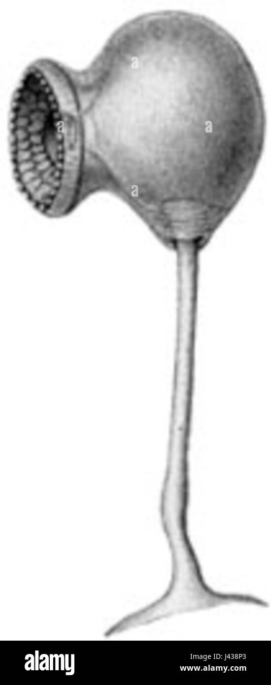 Magnapinna talismani, également connu sous le nom de calmar à long bras, est une espèce de céphalopode des eaux profondes. Ce calmar est caractérisé par ses bras exceptionnellement longs et est connu pour habiter les profondeurs océaniques profondes. Son aspect et son comportement uniques en font un sujet d'intérêt scientifique, notamment dans les études de biologie marine et des écosystèmes marins profonds. Banque D'Images