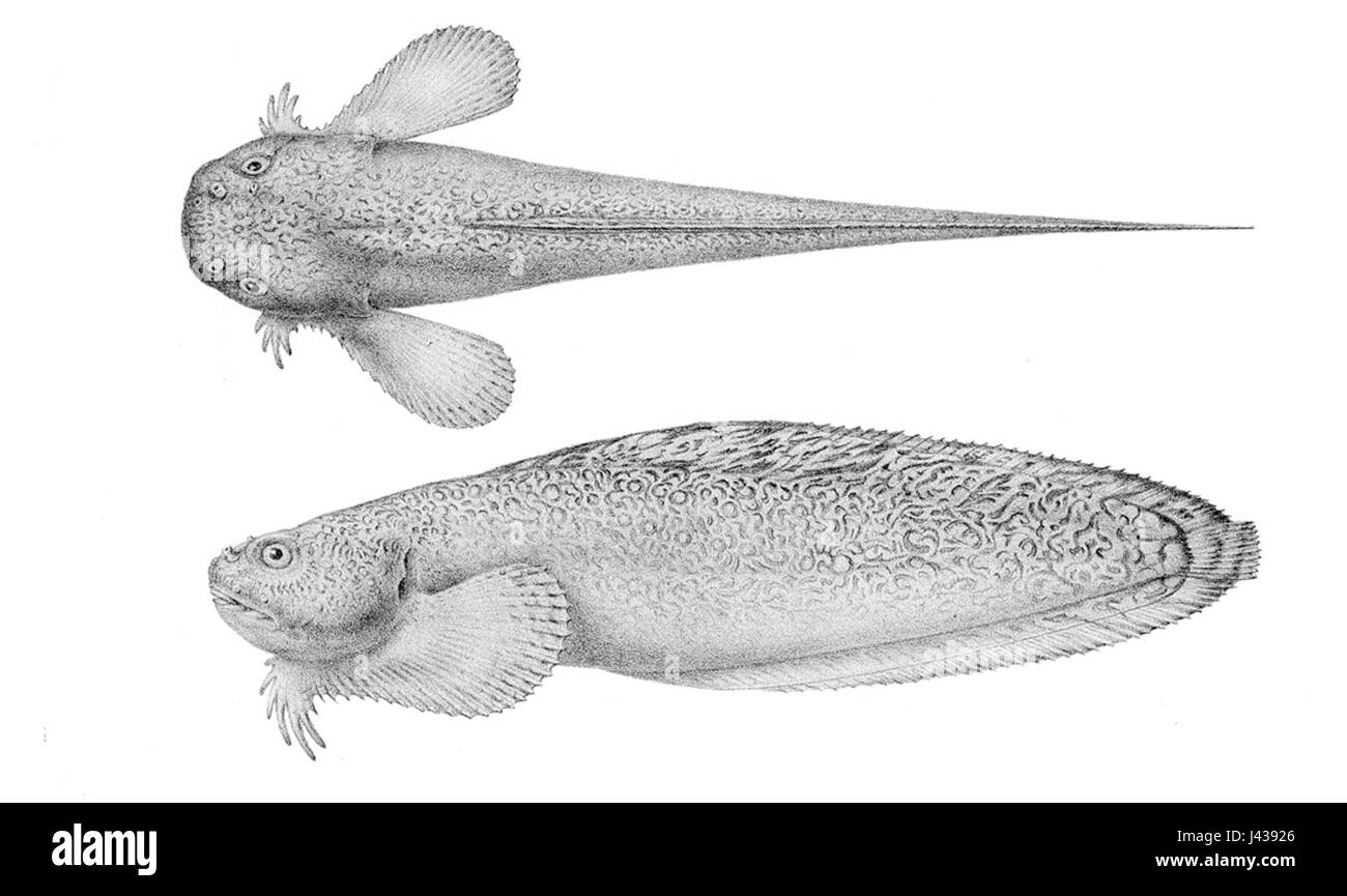 Liparis pulchellus Banque D'Images