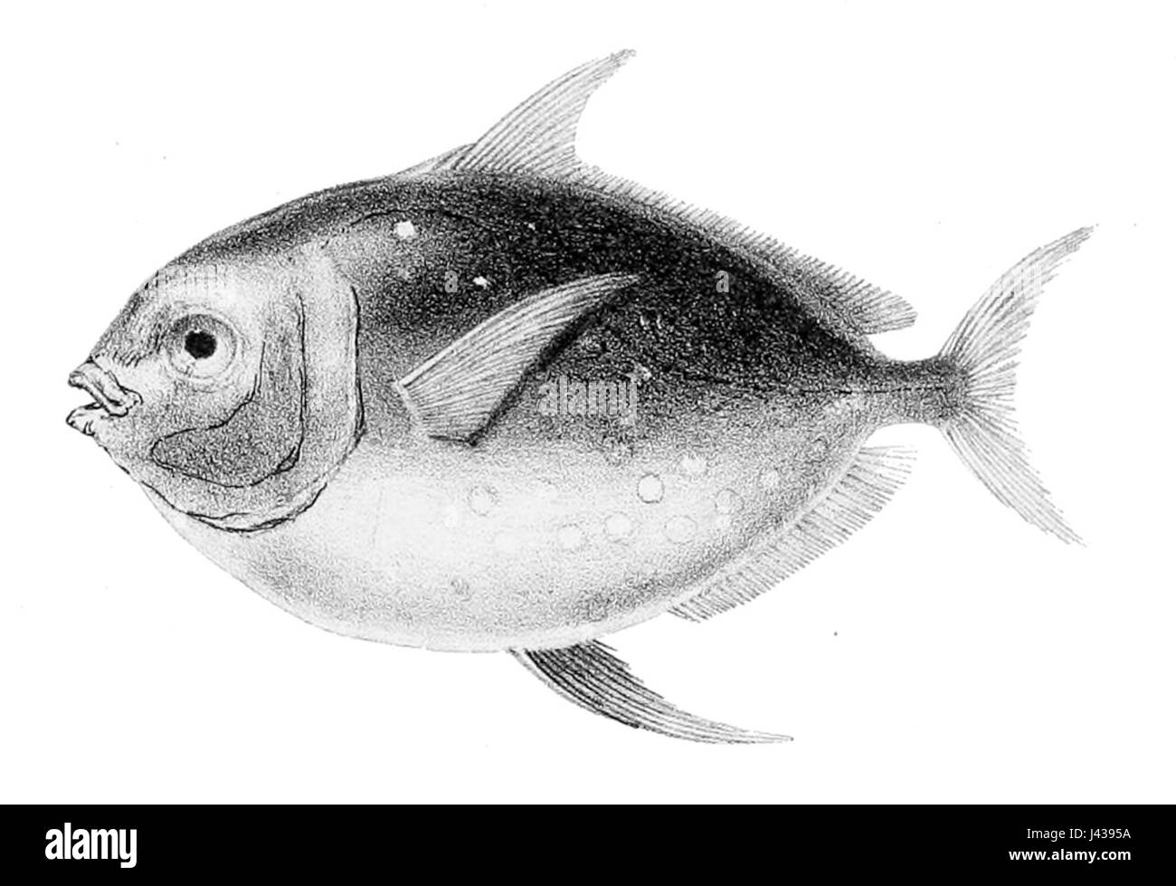 Lampris guttatus, communément connu sous le nom d'OPA ou poisson-lune, est une espèce de gros poissons colorés que l'on trouve dans les eaux tempérées et tropicales. Il est reconnu pour son aspect distinctif et sa capacité à réguler la température corporelle, une caractéristique rare chez les poissons. Banque D'Images