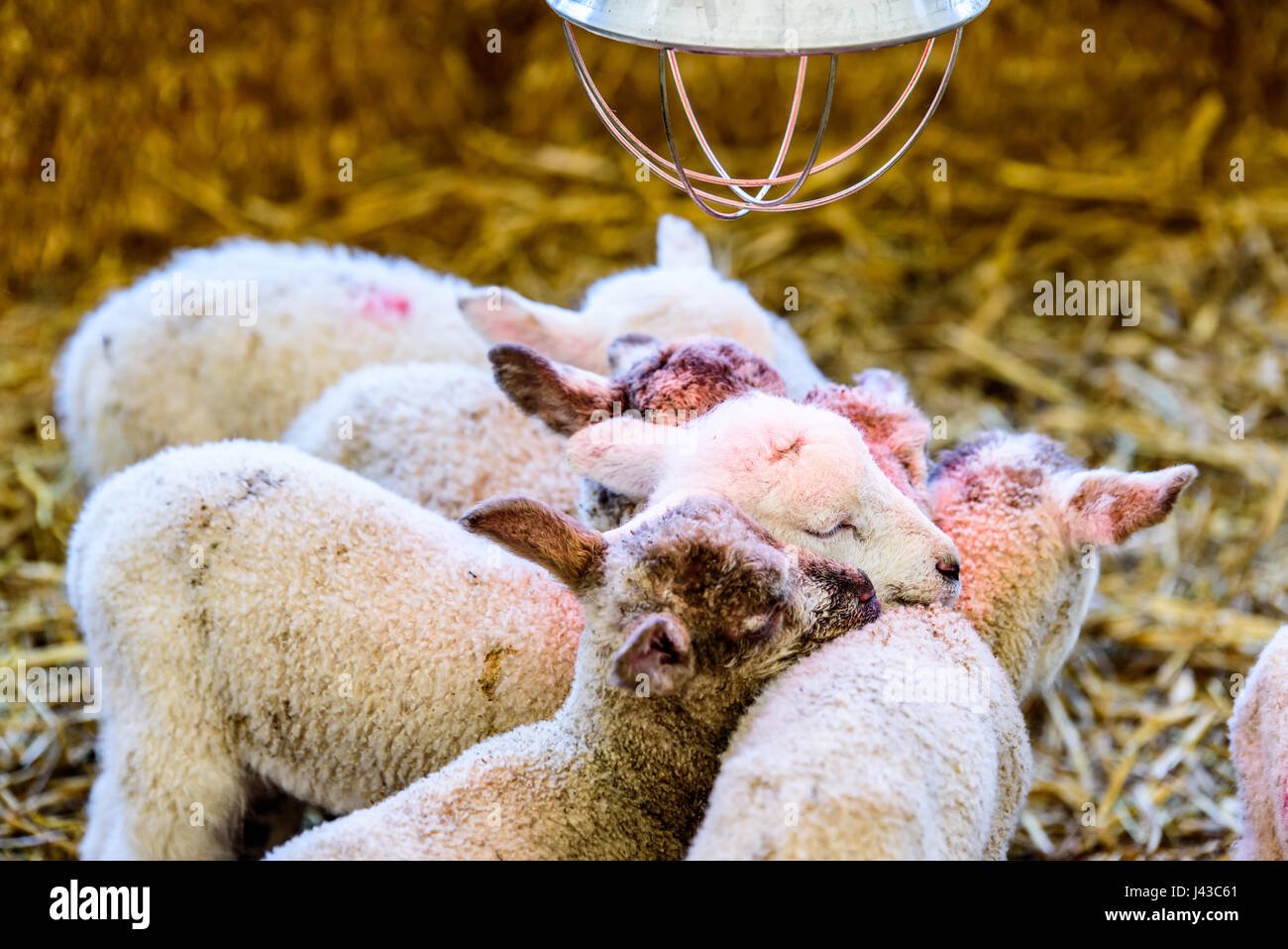 Peu d'agneaux vous réchauffer près d'une lampe à la ferme. Banque D'Images