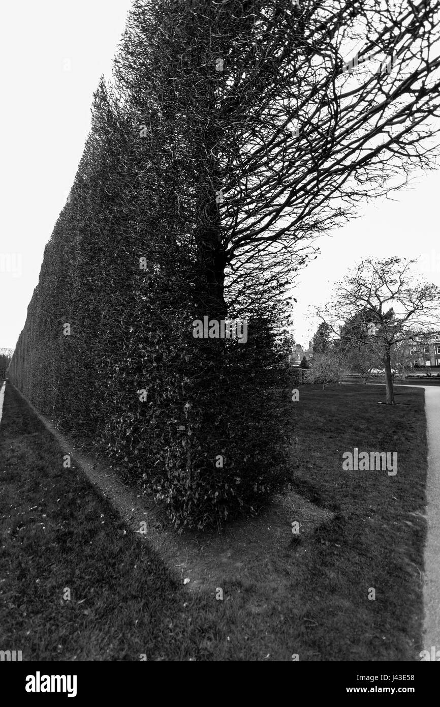 Un arbre au loin contre un mur bush longue en noir et blanc au Royal Botanic Garden d'Edimbourg, Ecosse tourné sur un ciel nuageux sprin Banque D'Images