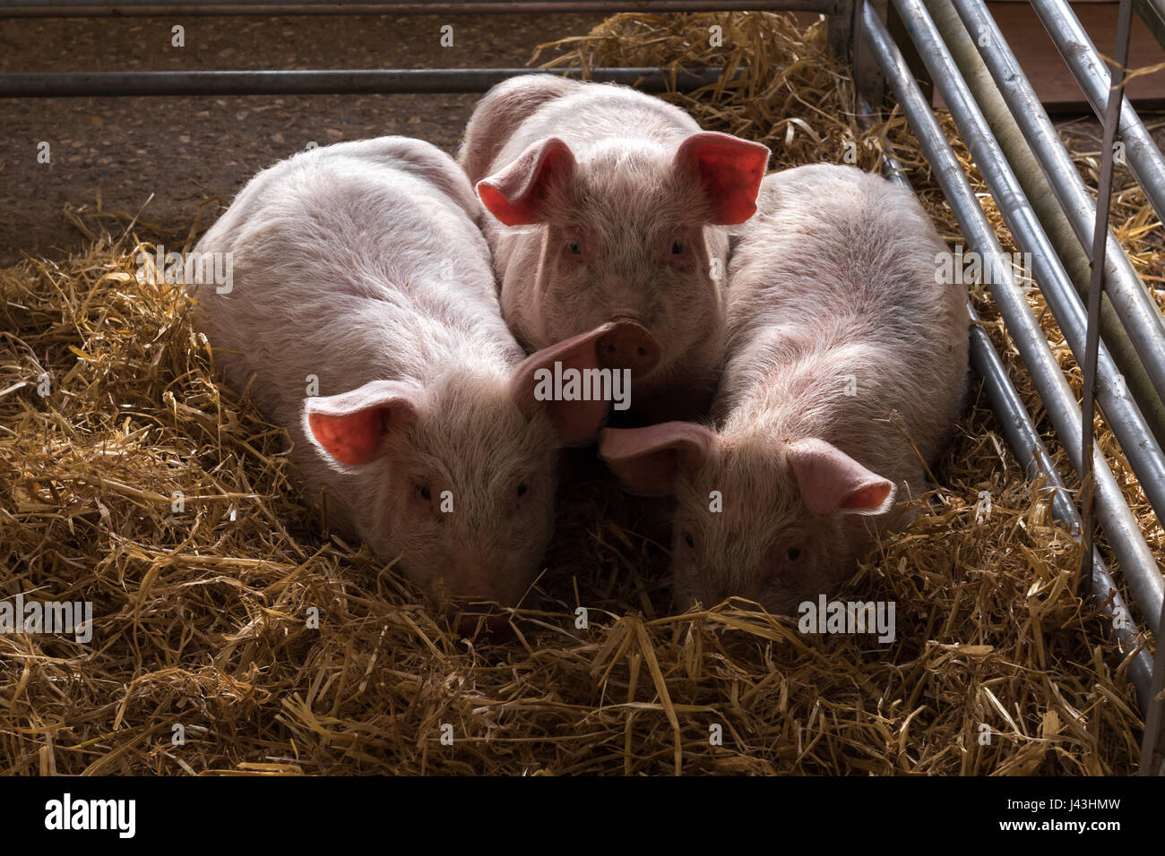 Trois petits cochons Banque D'Images