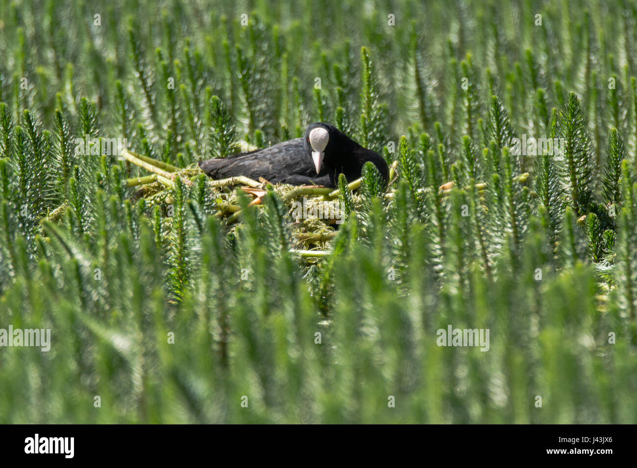 Foulque macroule (Fulica atra) assis sur son nid parmi la végétation aquatique. L'eau noire de la famille des Rallidae sur son nid construit du matériel végétal Banque D'Images